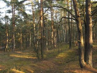 wilga2009