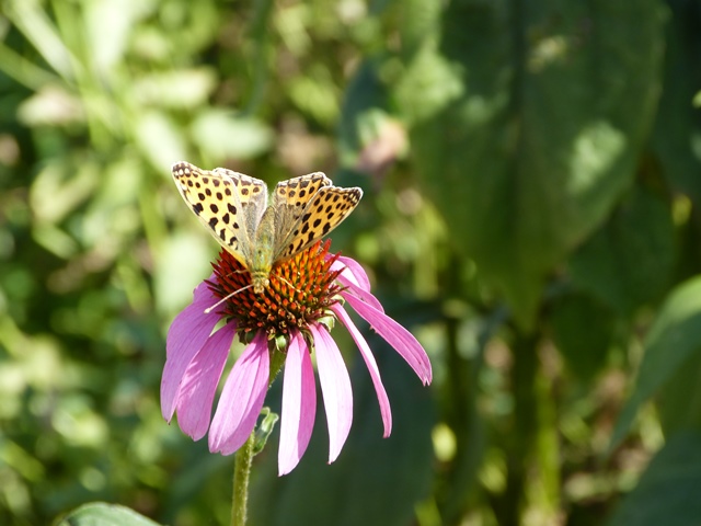 motyl joga koryciny