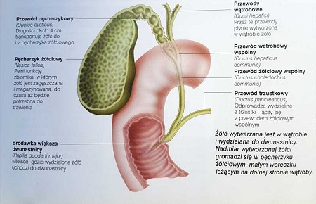 drogi żółciowe diagram