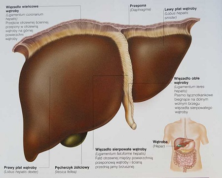 watroba oczyszczanie